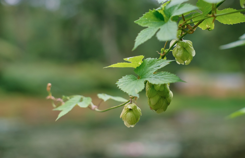 Green fresh hop cones